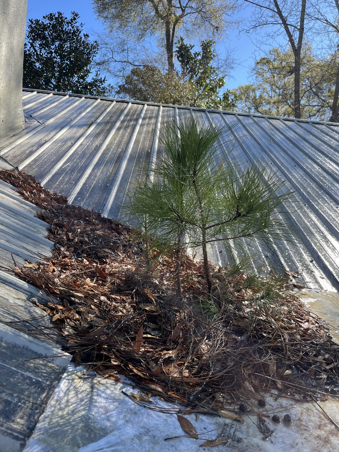 Roof valley packed with pine straw and leaves — a pine sapling taking root in the debris